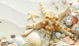 贝壳般的心在线观看,探寻内心坚韧与成长的力量