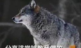 狼入室在线观看,惊悚悬疑，揭秘神秘入侵者的真实面目