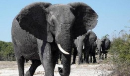 顶楼大象手机在线观看,揭秘都市生活背后的惊悚秘密