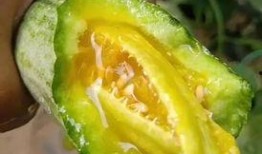 网红吃的瓜,娱乐圈幕后真相曝光