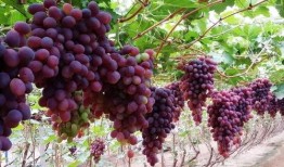 网红吃瓜葡萄图片,揭秘瓜界新宠儿的魅力瞬间