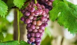 网红吃瓜葡萄图片,揭秘瓜界新宠儿的魅力瞬间