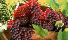 网红吃瓜葡萄图片,揭秘瓜界新宠儿的魅力瞬间