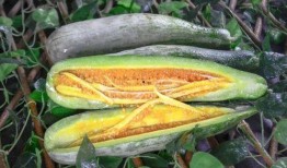 网红吃瓜爆料. com,揭秘娱乐圈幕后真相