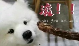 娱乐吃瓜汪,揭秘娱乐圈那些不为人知的幕后故事