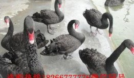 黑天鹅最新技能爆料