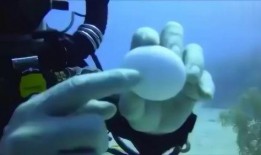 深海长眠 在线观看,揭秘神秘海底世界的惊悚之旅