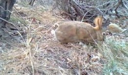 动物最新爆料视频,最新爆料视频揭示不为人知的秘密