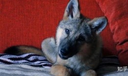 狼入室在线观看,惊悚悬疑，揭秘神秘入侵者的真实面目