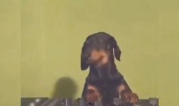 动物最新爆料视频,最新爆料视频揭示不为人知的秘密