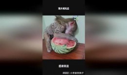 娱乐大嘴吃瓜,揭秘娱乐圈背后的秘密与八卦