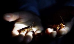 娱乐吃瓜酱美洲大蠊,娱乐吃瓜酱中的神秘生物揭秘