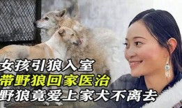 狼入室在线观看,惊悚悬疑，揭秘神秘入侵者的真实面目