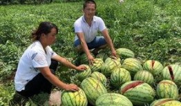 宁乡网红吃瓜事件,揭秘网络舆论背后的真相与争议