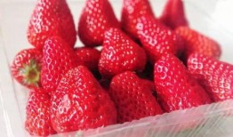 快手网红草莓宝宝吃瓜,趣味横生引网友热议