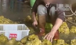 爆料汕头腌菜视频播放下载,视频播放下载，传承美味秘诀